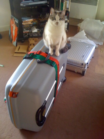 chat et valise