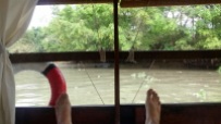 petite vue des jacinthes d eau qui flottent dans tout le mekong